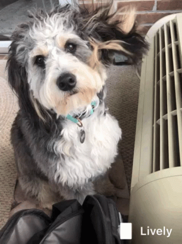 Shih Tsu Dog Air Conditioning GIF