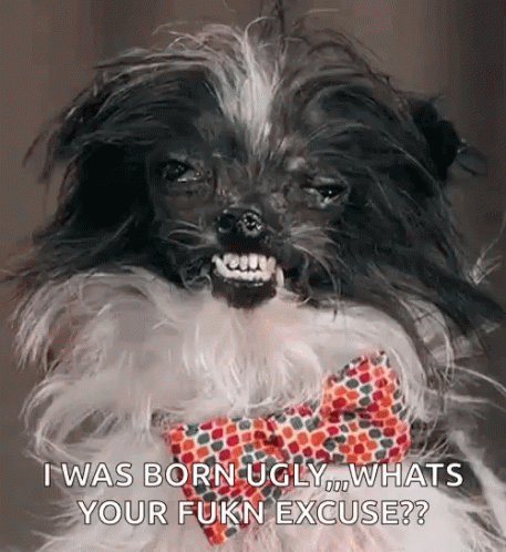 Shih Tzu Born Ugly Dog GIF