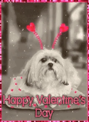 Shih Tzu Laying On Pillow With Red Hearts On Head GIF