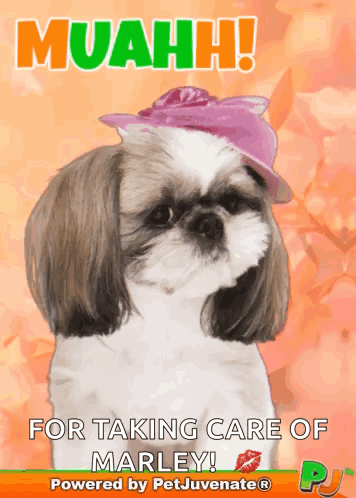 Shih Tzu Pink Hat Muahh Taking Care Marley