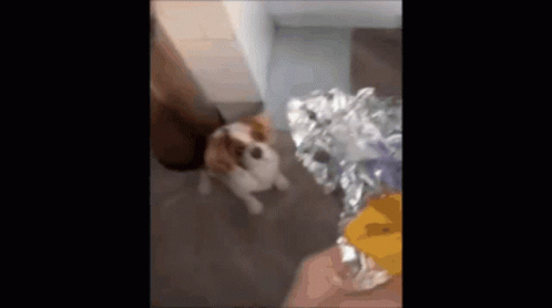 Shivering Dog Being Fed GIF