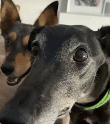 Shivering Dog Face Close View GIF