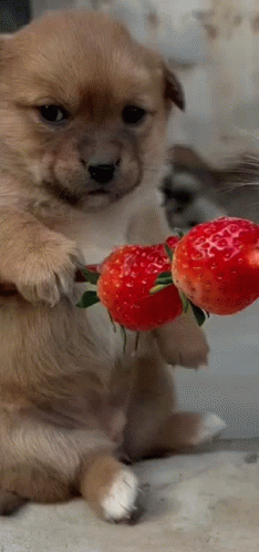 Shivering Dog Holding Skewered Strawberries GIF
