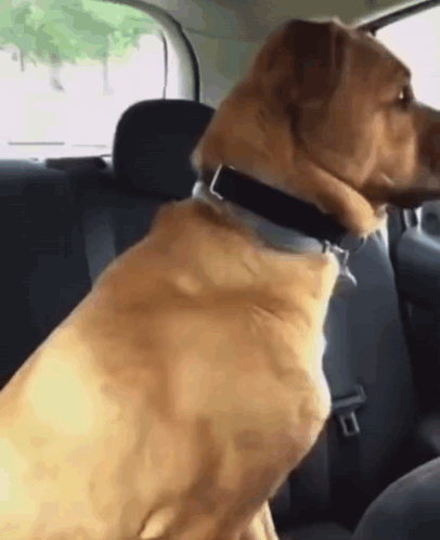 Shivering Dog Inside A Car GIF