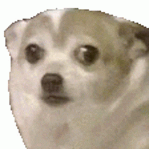 Shivering Dog Looking Sad GIF