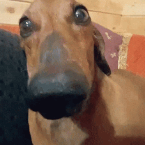 Shivering Dog Sitting On Sofa GIF