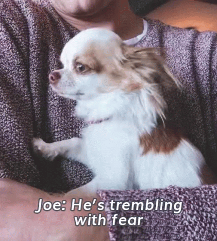 Shivering Small Dog Being Carried By Owner GIF