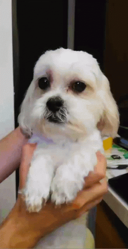Shivering White Dog Held By Its Owner GIF