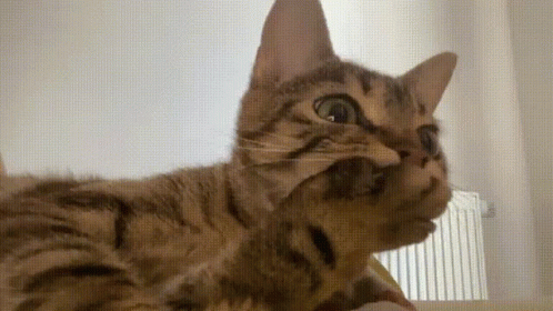 Shocked And Surprised Cat GIF