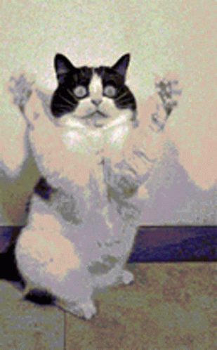 Shocked Cat Giving A Funny Hug GIF