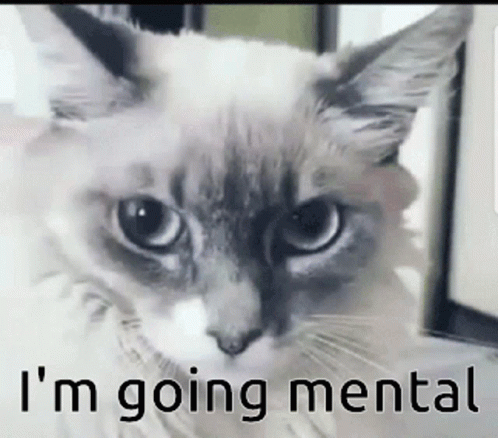 Shocked Cat Mental Breakdown GIF