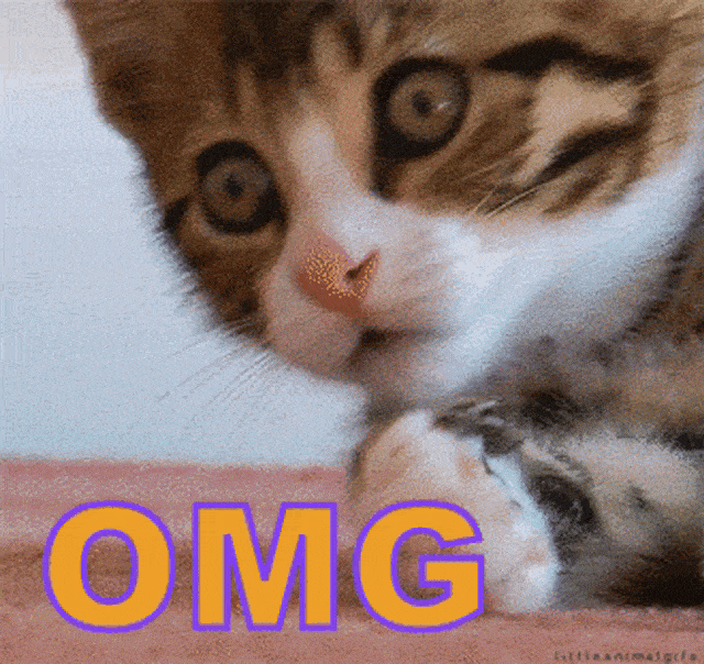 Shocked Cat Oh My God GIF