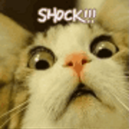 Shocked In Horror Cat GIF