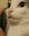 Shocked Kitty Shhhh GIF