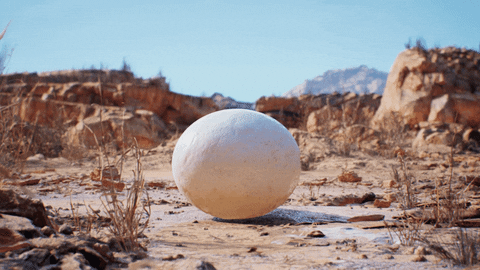 Shocked Meerkat Surprise Giant Egg GIF
