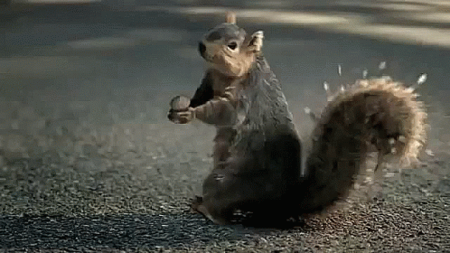 Shocked Squirrel Meme GIF