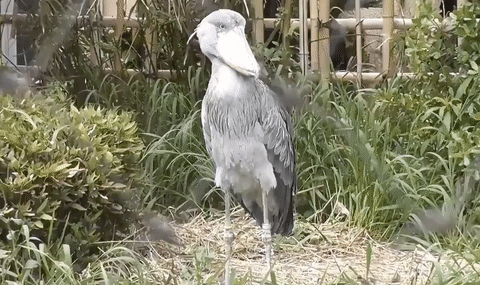 Shoebill Bird Shaking Feathers GIF
