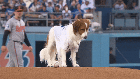 Shohei Ohtani Dog Decoy GIF