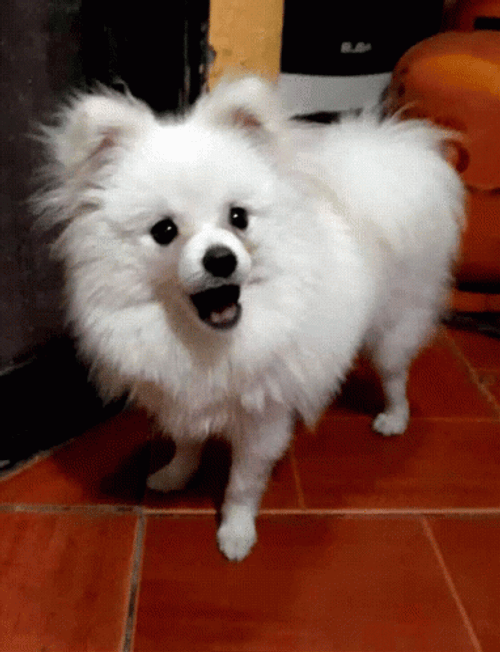 Shook Pomeranian Dog GIF