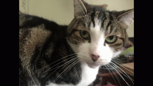 Short Haired Cat Totally Rigged GIF