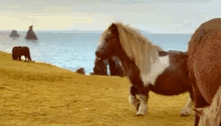 Short Legged Horse Neigh GIF