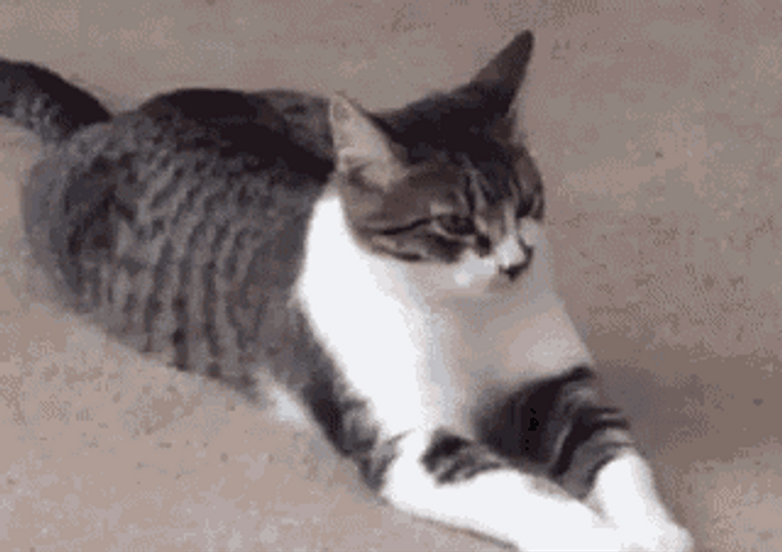 Shorthair Cute Cat Chilling GIF