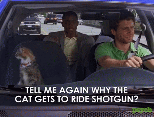 Shotgun Cat Road Trip Meme GIF