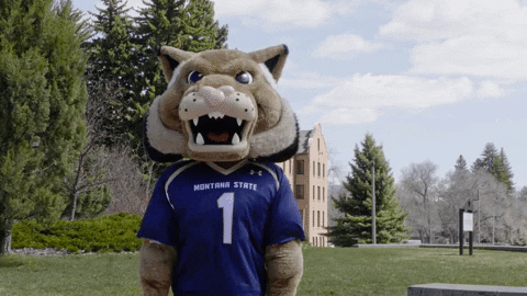 Shoulder Shrug Montana State Bobcats GIF