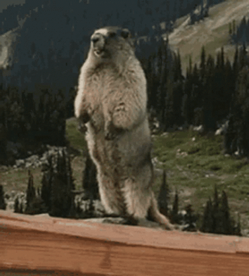 Shout Yell Groundhog  GIF