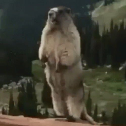 Shouting Marmot Funny Meme GIF