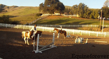 Show Jumping Pommel Horse GIF
