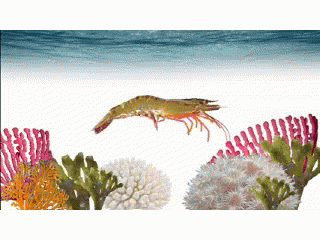 Shrimp Jumping Over Coral Reef GIF