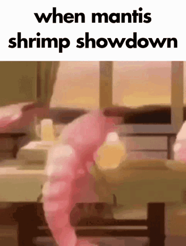 Shrimp Saying When Mantis Shrimp Showdown