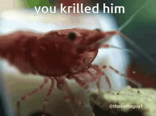 Shrimp You Kriiled Him