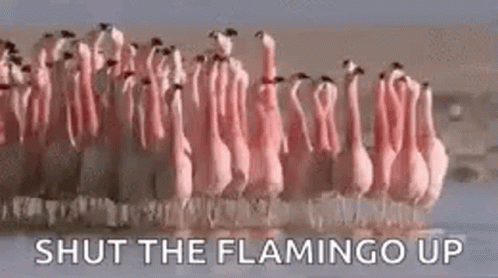 Shut The Flamingo Up GIF