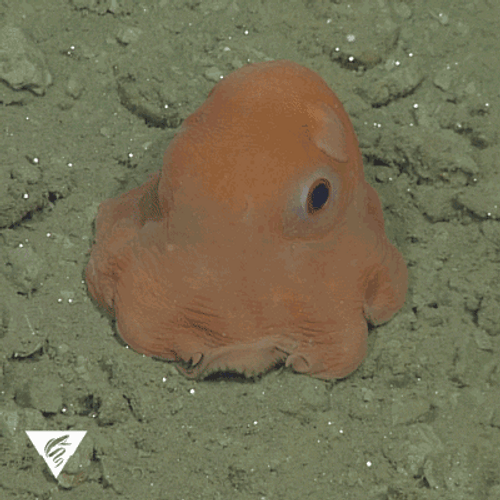 Shy Baby Octopus Doing Peekaboo GIF