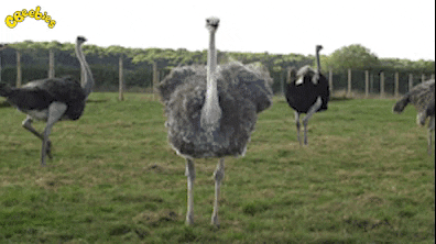 Shy Ostrich Run Away From Camera GIF