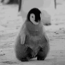 Mais Si Pinguin GIF
