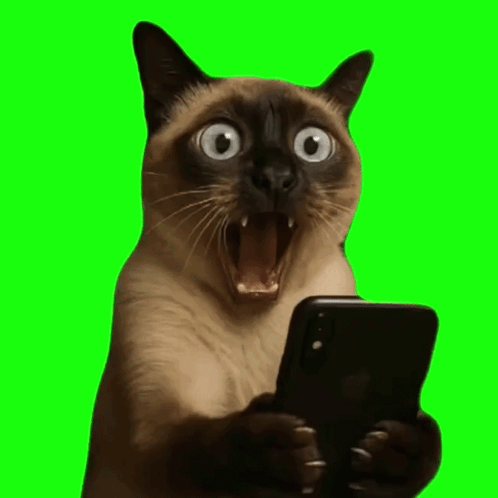 Siamese Cat Holding Cell Phone GIF