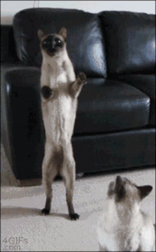 Siamese Cat Walking Two Legs GIF