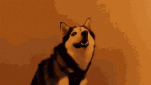 Siberian Husky Diarrhea Meme GIF