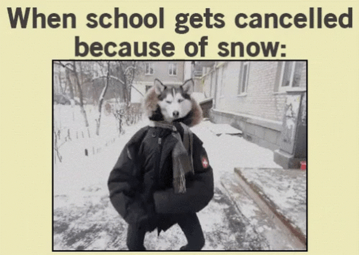 Siberian Husky On Jacket Dancing On Snow Day GIF