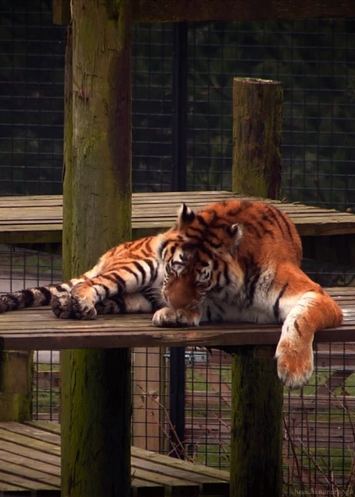 Siberian Tiger Paw Lick GIF
