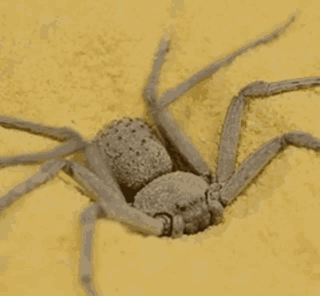 Sicarius Terrosus Spider Covering Itself GIF