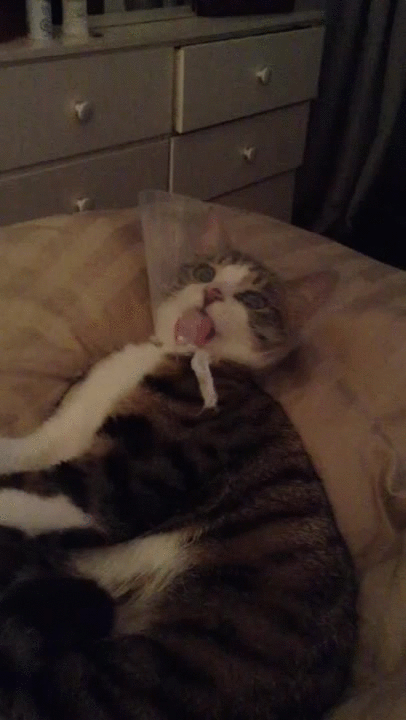 Sick Cute Cat Lick GIF