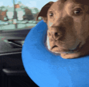 Side Eye Dog Gif GIF