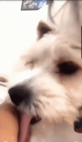 Side Eye Dog Licking Butter GIF