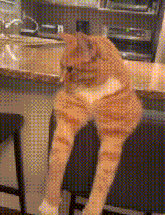 Sigma Cat Face Meme GIF