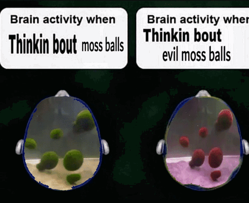 Sign Saying Brain Activity When Thinkin Bout Moss Balls