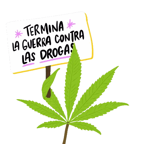 Sign Saying Termina La Guerra Contra Las Drogas Next to Marijuana Plant